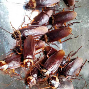 活体蟑螂美洲大蠊蟑螂爬虫龙鱼活体饲料发色观赏鱼饲料多送10%