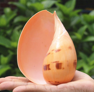 大海螺壳特大超大天然