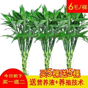 水培植物富贵竹仿真百合花绿植盆栽客厅卧室水养净化空气盆景包邮