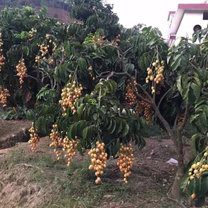 黄皮树苗 无核红黄皮苗黑黄皮鸡心无核黄皮树盆栽地栽四季种植