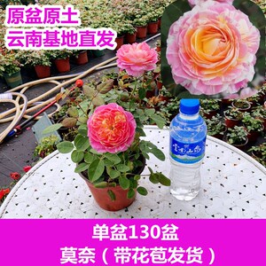 【原盆原土】永远的艾帕索彩釉月季花苗带花苞盆栽四季开花卉玫瑰