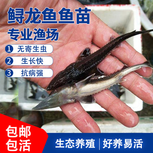 鲟鱼苗中华观赏鱼淡水养殖食用尖嘴冷水鱼鲟龙鱼专用饲料鲟活体鱼