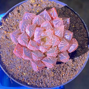 7323人付款淘宝玉露多肉植物新品冰灯玉露白莲花粉色玉露室内办公室