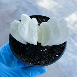 高级美观稀有精品多肉植物白玉兰玉露锦室内阳台净化空气盆栽绿植