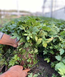 潮汕绿农家人新鲜珍珠菜红根菜珍珠花菜田螺菜扯根菜虎野菜餐厅食