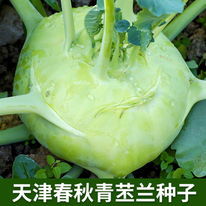 天津春秋青苤兰种子生吃水果绿苤蓝四季栽培球茎甘蓝种籽蔬菜种孑