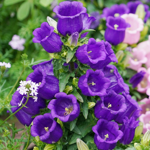 风铃花种子蓝紫色风铃草种籽庭院阳台盆栽易种植景观花卉花草植物