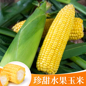水果玉米种子珍甜糯籽早熟超甜新品种蔬菜种子大全高产粘玉米种孑