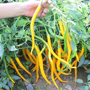 湖南黄线椒种子黄贡椒种子高产辣椒种子黄小米椒种子黄辣一号种籽