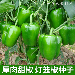 厚肉甜椒种子灯笼椒青辣椒菜椒圆椒种籽农家菜园阳台盆栽蔬菜种孑