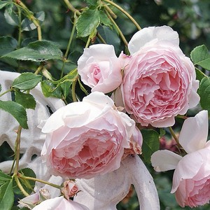 威基伍德 粉伍德 奥斯汀玫瑰花苗盆栽枝条软藤灌月季庭院四季开花