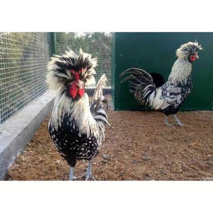 宠物观赏波澜帽子鸡巨型活体养殖场大型宠物鸡纯养殖脱温活鸡