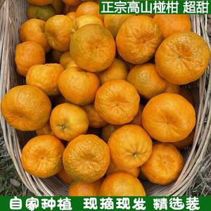 清江椪柑新鲜椪柑芦柑整箱水果新鲜 整箱 当季水果现摘碰柑