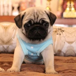 纯种巴哥幼犬小狗活物宠物狗小型八哥犬哈巴狗双血统短毛短腿家养