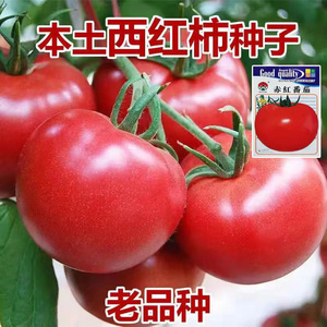 高产大番茄种子 超甜超大红果大西红柿种子 老品种蔬菜瓜果种籽