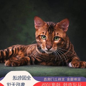 美国玩具虎猫图片