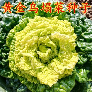 黄金乌塌菜种子四季蔬菜种子黄心保健菜子秋冬季菜籽盆栽苗菊花菜