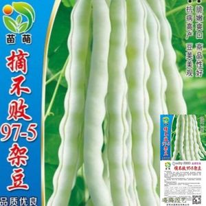 摘不败精品97-5架豆王种子高产早中熟四季豆角种子春秋播蔬菜种子