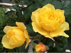 金星王阳台月季花卉花苗植物阳台庭院花园勤花大花盆栽