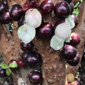 嘉宝果树苗 四季早生 艾斯卡 沙巴 加多宝果苗 带花带果 正宗结果