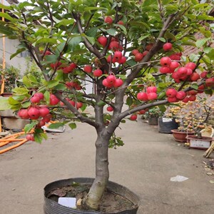 贵人果海棠苗盆栽地载盆景冬红果内外当年开花苗小苹果树庭院老桩