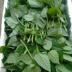 霍香叶子 四川新鲜鱼香叶川霍香草五香叶大茴香蘸豆花泡茶炖包邮