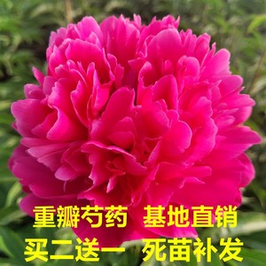 精品芍药花苗重瓣大花盆栽种根块室内庭院四季易活多年生花卉浓香