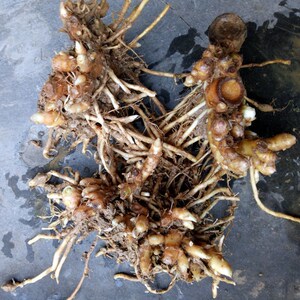 新鲜洋荷姜根种苗阳台庭院盆栽蔬菜现挖现发莲花姜种根包成活