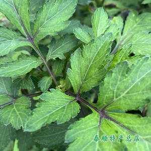 泰顺野菜泥鳅菜干丹草 做泥鳅汤用菜 泰顺特产总店  250g