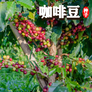 蓝山咖啡豆种子优质咖啡豆果树植物阳台庭院盆栽种植咖啡树种籽