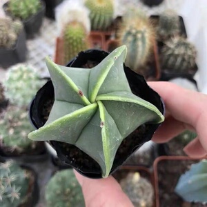 幸运星五角鸾凤玉星兜仙人球多肉植物组合绿植花卉盆栽稀有仙人球