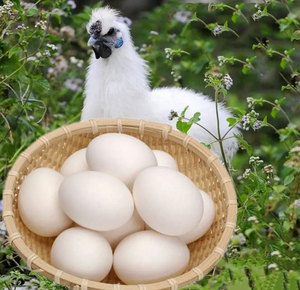 白色乌鸡蛋图片
