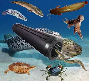 三驰渔具大海鳗鱼笼鳝鱼黄鳝塑料倒须泥鳅虾笼圆形15cm自动捕鱼笼