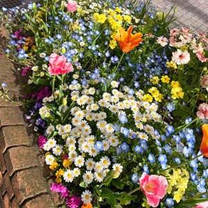 野花组合花种子籽孑四季播种开花格桑花花籽易活花卉花草大全盆栽