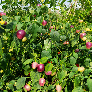 香辣七彩灯笼椒