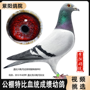种鸽子信鸽台鸽公棚杨阿腾詹森吴淞李鸟血统成绩赛鸽活体一对幼鸽