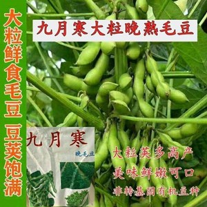 九月寒毛豆种子大粒晚熟重阳豆种子青黄豆菜毛豆种子高产蔬菜种籽