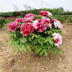 牡丹花苗大苗洛阳