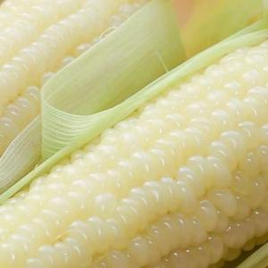 台湾冰糖水果牛奶白玉米种子非转基因超甜糯四季播大田种蔬菜种籽