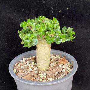 卡汉羊角沙漠玫瑰 卷叶迷你 稀有小型品种 实生块根多肉植物