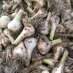 东北新鲜大蒜 积蒜白皮蒜腌制糖醋蒜当天现拔现发嫩蒜头2500g包邮