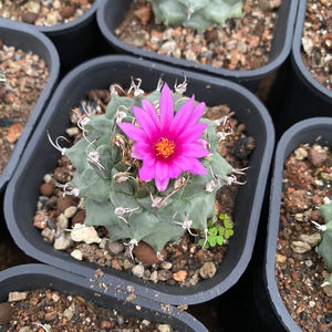 赤花娇丽属实生仙人球稀有品种易开花桌面防辐射多肉植物绿植盆栽