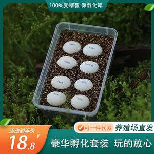 整套DIY孵化乌龟甲鱼蛋受精套装草龟巴西龟孩子好养水龟儿童礼物