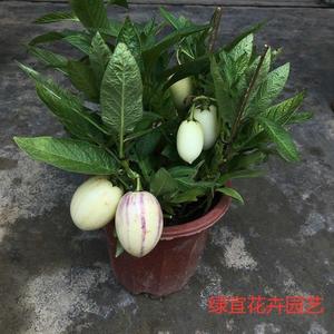 四季结果人参果树苗,香瓜茄盆栽,家庭就可以养的仙桃长寿果苗