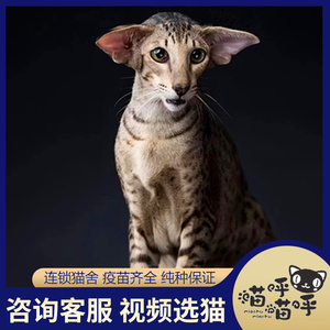 纯种东方短毛猫飞机耳大耳朵低耳位纯白纯黑赤鼠色贵族猫活体幼崽