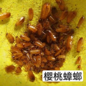 樱桃蟑螂活体活虫幼体杜比亚面包虫蜘蛛守宫爬宠饲料樱桃红