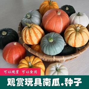 玩具南瓜种子   趣味种植  有趣玩偶特色观赏南瓜籽阳台蔬菜种子