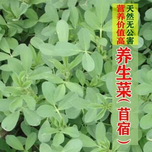 食用苜蓿菜种子东北野菜籽夏季紫花苜蓿芽四季野生多年生蔬菜种籽