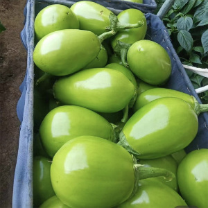 农家自种新鲜青茄子大绿茄子绿圆茄子绿皮茄子生吃青皮茄蔬菜包邮