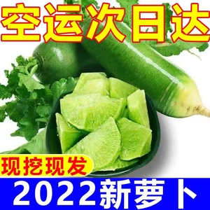 河南信阳特产萝卜水果青萝卜甜脆沙窝水果型新鲜蔬菜整箱10斤包邮